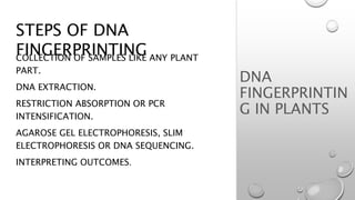 DNA FINGERPRINTING BY JAMWAL | PPT