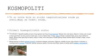 KOSMOPOLITI
• To su vrste koje su siroko rasprostranjene svuda po
svetu.Mogu se videti svuda.
• Primeri kosmopolitskih vrsta:
• Vrabac-Домаћи врабац је мала птица дужине од 14 до 16 центиметара. Мужјак има сиву круну, образе и стомак, док су врат
и кљун црне боје. На лето, кљун је плаво-црн, а ноге су браон боје. У зиму, перје је бледе и суморне боје, док је кљун жућкасто-
браон. Женка нема црну боју на врату, кљуну и глави, нити сиву круну. Млади врапци имају тамније браон паперје и перје, а кљун
је светложут.
• Млади врапци се хране ларвама инсеката, углавном ларвама штеточина. Одрасли, између осталог, једу семење и зрневље, а
понекад лове и лептире. У пролеће, врапце привлачи цвеће, поготово жуте боје, којим се такође хране (шафран, јагорчевина).
 