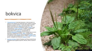 bokvica
• Космополитског је распрострањења, а неке од врста се
користе као лековите од најранијих дана људске историје.
Боквице су зељасте биљке, а само код неких се развија
форма полужбуна или жбуна високог до 60cm. Код
већине врста листови се развијају у облику розете у дну
неразгранатог стабла. Листови су седећи, са кратким и
узаним делом лиске који личи на лисну дршку,
једноставни и без залистака, наизменични, са
лучном нерватуром (поседују 3 или 5 нерава који се лучно
разилазе у ширем делу лиске). Цваст, изграђену од
неугледних ситних цветова који се опрашују ветром, носи
на свом врху цветна дршка висока 5-40cm. Плод је чахура,
двоок, са једним или неколико семена у окцу.
• Гусенице лептира користе боквице као биљке хранитељке
(поједине врсте родова Euproctis, Noctua, Xestia, Junonia и
др.).
This Photo by Unknown author is licensed under CC BY.
 