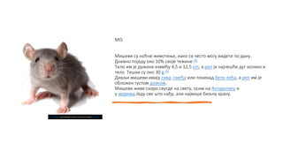 MIS
Мишеви су ноћне животиње, иако се често могу видети по дану.
Дневно поједу око 10% своје тежине.[4]
Тело им је дужине између 4,5 и 12,5 cm, а реп је најчешће дуг колико и
тело. Тешки су око 30 g.[4]
Дивљи мишеви имају сива, смеђа или понекад бела леђа, а реп им је
обложен густом длаком.
Мишеви живе скоро свугде на свету, осим на Антарктику и
у морима.Једу све што нађу, али највише биљну храну.
This Photo by Unknown author is licensed under CC BY-NC.
 