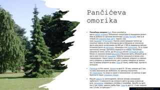 Pančićeva
omorika
• Панчићева оморика (лат. Picea omorika) је
врста смрче, ендемит Балканског полуострва и терцијерни реликт.
Име је добила по српском ботаничару Јосифу Панчићу који ју је
открио на планини Тари 1875. године, код
села Заовине[2] и Растишта. Научни назив оморика потиче од
локалног имена за ову четинарску врсту.Оморика је планинска
врста која расте на висинама од 400 до 1.700 м надморске висине.
Углавном расте на кречњаку, понекада и на серпентину. То су стрме
кречњачке литице, претежно окренуте ка северу. Панчићева
оморика је танко, витко, до 50 метара високо четинарско дрво.
Може се сматрати живим фосилом у биљном свету, обзирем да је
врста која потиче из терцијара. Хабитус (крошња) је веома уско
пирамидалан. Горње гране на стаблу оморике уперене су навише,
оне у средини су хоризонталне, док су доње повијене ка земљи,
али су врхови уперени ка врху. Кора је танка, смеђе боје, љуспасто
испуцала.
• Пупољци су без смоле. Четине су дуге 8—20 мм, широке до 2 мм,
на врху зашиљене до заобљене, на пресеку спљоштене,
на стеригмама. Са лица су сјајне и тамнозелене, са наличја са две
беличасте пруге стоминих отвора.
• Мушке цвасти су светлоцрвене, женске (младе шишарице)
љубичасте. У зависности од станишта цвета од краја априла до
јуна. Шишарице сазревају у октобру и новембру.. Висеће су, дуге
око 5 цм, сјајне, црвено смеђе боје. Семе је дуго 2—3 мм, широко
око 1,6 мм, са криоцем.[2]
This Photo by Unknown author is licensed under CC BY-NC.
 