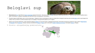 Beloglavi sup
• Белоглави суп (лат. Gyps fulvus) је врста лешинара средње величине[2]. Висине је од 95-110 цм, има распон крила од 230-265 cm.[3] Просечна маса износи између осам и
девет килограма, а поједини примерци могу достићи масу и до једанаест килограма.[4]
• Основно перје је риђе браон, док су летна пера мрка.[2] Одрасле птице се разликују по томе што имају белу паперјасту крагницу при основи врата, док је код младих она
смеђа. Ноге су снажне са тупим канџама које се не савијају. Птица достиже зрелост са 4-5 година.
• Храна су му угинуле животиње, чиме спречава ширење зараза и на тај начин врши „природну рециклажу“.Насељава суптропски климатски појас, област Медитерана,
од Магреба све до Хималаја. Северне границе насеобина су Кавказ и Крим, док су оне јужне Сахара, Арабијска пустиња и висораван Декан у Индији.
• Prostor celogodisnjeg prebivalista
 