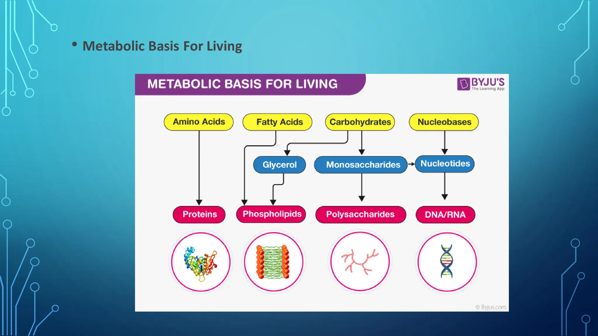 • Metabolic Basis For Living
 