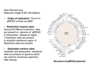 Structure of pBR322 plasmid.
Size:4361bps long
Molecular weight:2.83×106 Daltons.
• Origin of replication: The ori in
pBR322 is know as pMB1.
• Restriction enzyme sites:
Around 40 different restriction sites
are present on genome of pBR322 .
In tetracycline resistance region -
11restriction sites are present
In ampicilin resistance region -9
Restriction sites are present.
• Selectable markers sites:
Amplicilin and tetracycline resistance
sites are present on genome which
are used for screening organisms
after cloning.
 