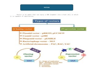 VECTORS
Vector is an agent that can carry a DNA fragment into a host cell in which
it is capable of replication.
 