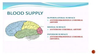 Presentation 3.pptx about frontal lobe a
