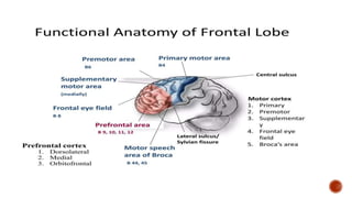 Presentation 3.pptx about frontal lobe a
