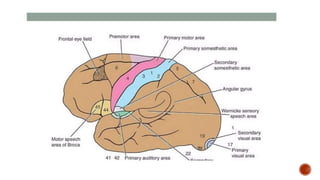 Presentation 3.pptx about frontal lobe a
