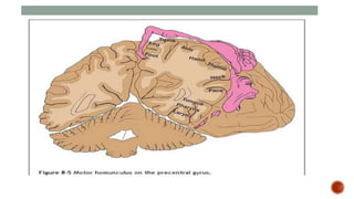 Presentation 3.pptx about frontal lobe a