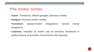 Presentation 3.pptx about frontal lobe a