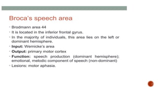 Presentation 3.pptx about frontal lobe a