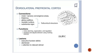 Presentation 3.pptx about frontal lobe a