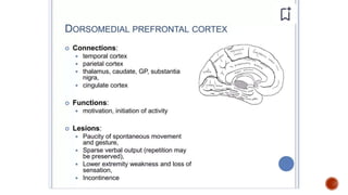 Presentation 3.pptx about frontal lobe a