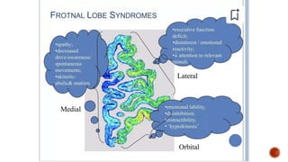 Presentation 3.pptx about frontal lobe a