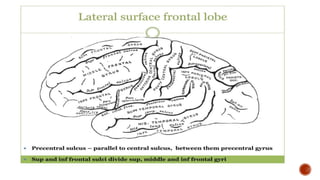 Presentation 3.pptx about frontal lobe a