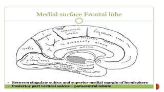 Presentation 3.pptx about frontal lobe a