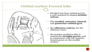Presentation 3.pptx about frontal lobe a