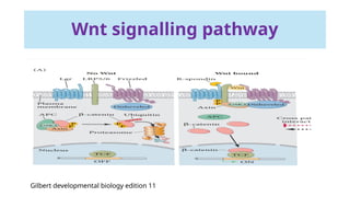 Stem cells in regenerative medicine ,Mechanism and signalling pathways ...