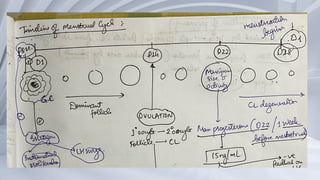 Comprehensive Physiology of Ovulation and Ovarian Cycle Dynamics | PPTX