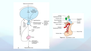Comprehensive Physiology of Ovulation and Ovarian Cycle Dynamics | PPTX