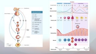 Comprehensive Physiology of Ovulation and Ovarian Cycle Dynamics | PPTX