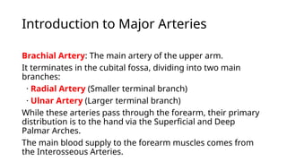 Comprehensive Overview of Forearm Blood Supply and Nerve Anatomy | PPTX