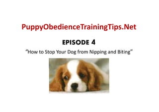 PuppyObedienceTrainingTips.Net
  ppy                g p
               EPISODE      4
“How to Stop Your Dog from Nipping and Biting”
 