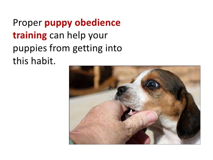 How To Stop Your Dog From Nipping How To Stop Your Dog From Nipping