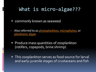 Microphytes Microalgae | PPTX