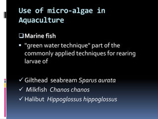 Microalgae | PPTX