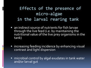 Microalgae | PPTX