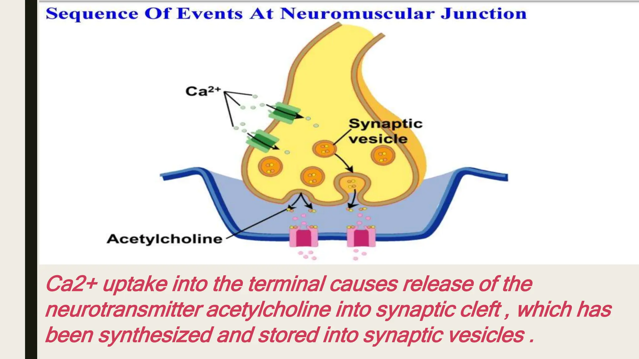Neuromuscular junction (nmj ) It's essential for muscle contraction and ...