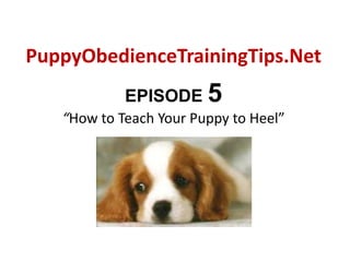 PuppyObedienceTrainingTips.Net EPISODE 5“How to Teach Your Puppy to Heel” 