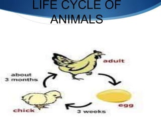S
LIFE CYCLE OF
ANIMALS
 