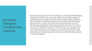 Inhumane 
Transport 
Conditions for 
Livestock 
 At factory farms, known in the industry as confined animal feeding 
operations (CAFOs), farm animals often travel to their deaths in 
confined spaces so tight that they suffer severe health problems. 
Although the United States Department of Agriculture provides 
farmers with a variety of guides to transport animals securely, 
official federal legislation only stipulates that animals can only be 
in a specific vehicle for 28 hours. This law does not regulate how 
many animals can go into a particular vehicle, which means that 
many factory-farmed pigs and cows travel to their deaths packed 
in much too tightly . 
 