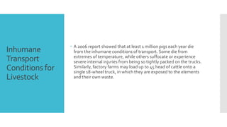 Inhumane 
Transport 
Conditions for 
Livestock 
 A 2006 report showed that at least 1 million pigs each year die 
from the inhumane conditions of transport. Some die from 
extremes of temperature, while others suffocate or experience 
severe internal injuries from being so tightly packed on the trucks. 
Similarly, factory farms may load up to 45 head of cattle onto a 
single 18-wheel truck, in which they are exposed to the elements 
and their own waste. 
