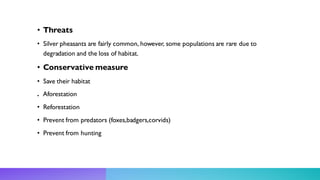 • Threats
• Silver pheasants are fairly common, however, some populations are rare due to
degradation and the loss of habitat.
• Conservative measure
• Save their habitat
. Aforestation
• Reforestation
• Prevent from predators (foxes,badgers,corvids)
• Prevent from hunting
 