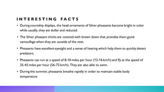 I N T E R E S T I N G F A C T S
• During courtship displays, the head ornaments of Silver pheasants become bright in color
while usually, they are duller and reduced.
• The Silver pheasant chicks are covered with brown down that provides them good
camouflage when they are outside of the nest.
• Pheasants have excellent eyesight and a sense of hearing which help them to quickly detect
predators.
• Pheasants can run at a speed of 8-10 miles per hour (13-16 km/h) and fly at the speed of
35-45 miles per hour (56-72 km/h). They are also able to swim.
• During the summer, pheasants breathe rapidly in order to maintain stable body
temperature
 
