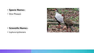 • Specie Name:-
• Silver Pheasant
• Scientific Name:-
• Lophura nycthemera
 