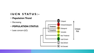 I U C N S TAT U S : -
• Population Trend
• Decreasing
• POPULATION STATUS
• Least concern (LC)
 