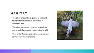 H A B I TAT
• The Silver pheasant is a species of pheasant
found in forests mainly in mountains of
Southeast Asia.
• The silver pheasant is common in aviculture
and overall also remains common in the wild.
• They prefer forest edges with open areas and
rarely occur in dense forests.
 