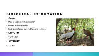 B I O L O G I C A L I N F O R M AT I O N
• Color
• Male is black and white in color
• Female is mainly brown.
• Both sexes have a bare red face and red legs.
• LENGTH
• 55-125 CM
• WEIGHT
• 1-2 KG
 