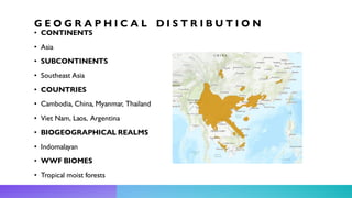 G E O G R A P H I C A L D I S T R I B U T I O N
• CONTINENTS
• Asia
• SUBCONTINENTS
• Southeast Asia
• COUNTRIES
• Cambodia, China, Myanmar, Thailand
• Viet Nam, Laos, Argentina
• BIOGEOGRAPHICAL REALMS
• Indomalayan
• WWF BIOMES
• Tropical moist forests
 