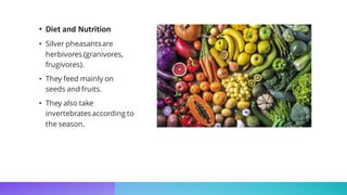 • Diet and Nutrition
• Silver pheasantsare
herbivores (granivores,
frugivores).
• They feed mainly on
seeds and fruits.
• They also take
invertebrates according to
the season.
 