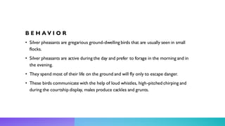 B E H A V I O R
• Silver pheasants are gregarious ground-dwelling birds that are usually seen in small
flocks.
• Silver pheasants are active during the day and prefer to forage in the morning and in
the evening.
• They spend most of their life on the ground and will fly only to escape danger.
• These birds communicate with the help of loud whistles, high-pitched chirping and
during the courtship display, males produce cackles and grunts.
 