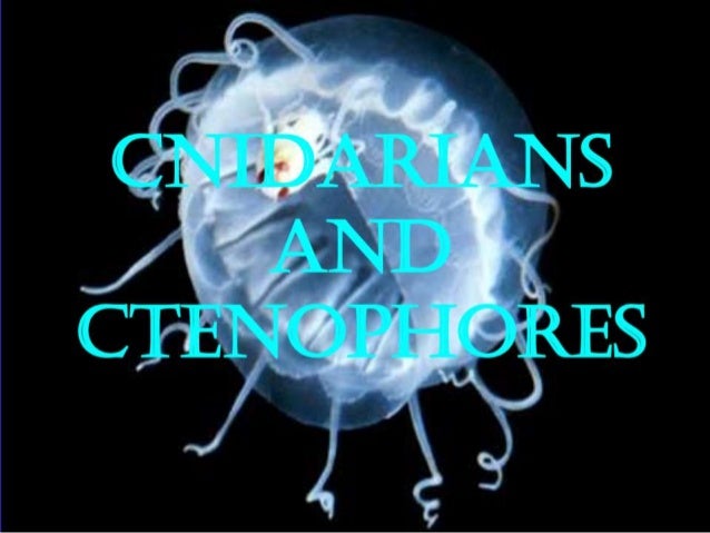  Cnidaria  Dan Ctenophora Ciri ciri struktur tubuh 