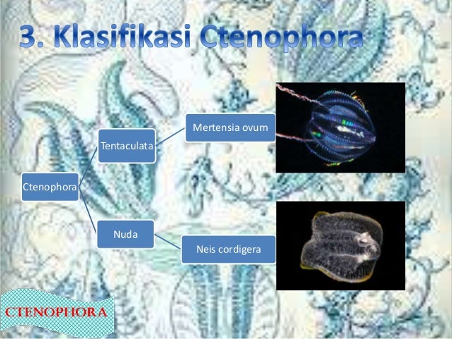 Cnidaria Dan Ctenophora (Ciri-ciri, struktur tubuh 