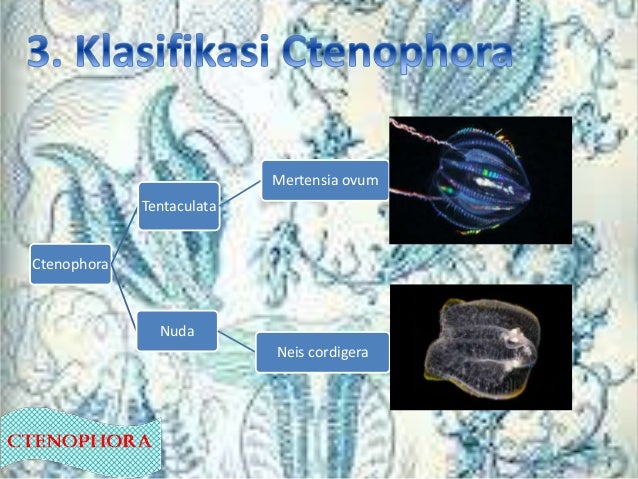 Cnidaria Dan Ctenophora (Ciri-ciri, struktur tubuh Cnidaria Dan Ctenophora (Ciri-ciri, struktur tubuh