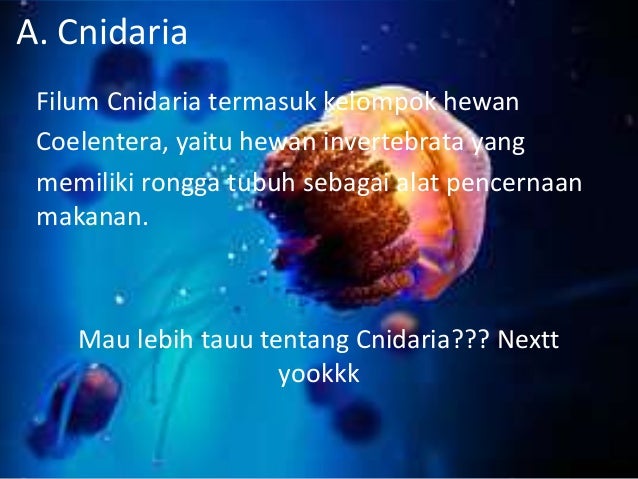 4400 Koleksi Contoh Gambar Hewan Cnidaria HD
