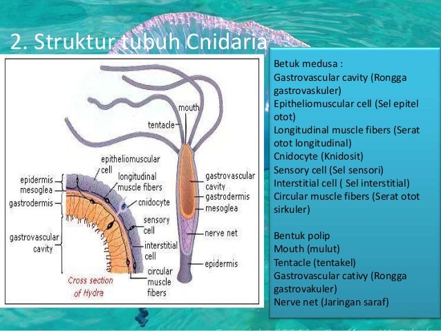 Cnidaria Dan Ctenophora (Ciri-ciri, struktur tubuh 